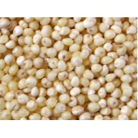 Bajari(Pearl Millet)